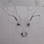 deer wamwl